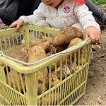 「じゃがいも🥔収穫体験」