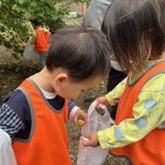 6月5日「梅収穫してきました」